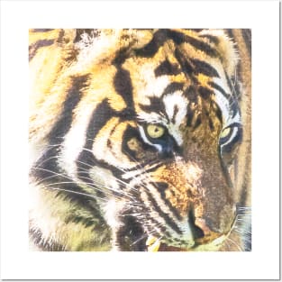 Tiger Animal Feline Wildlife Jungle Nature Adventure Watercolor Posters and Art